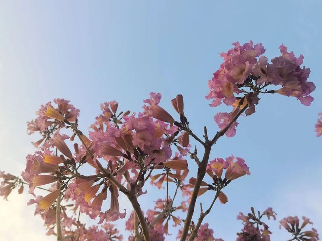 龍巖|紫金山花海公園