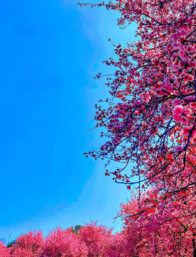 鮮花綻放時，成都植物園早鳥秘籍：10元搶鮮體驗，限定體驗