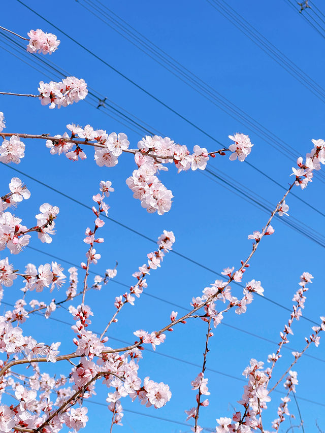 奧森北園賞桃花