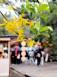 虎阜花朝 共賞春山~虎丘花朝節