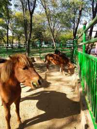 沈陽|森林動物園週末一定要來哦