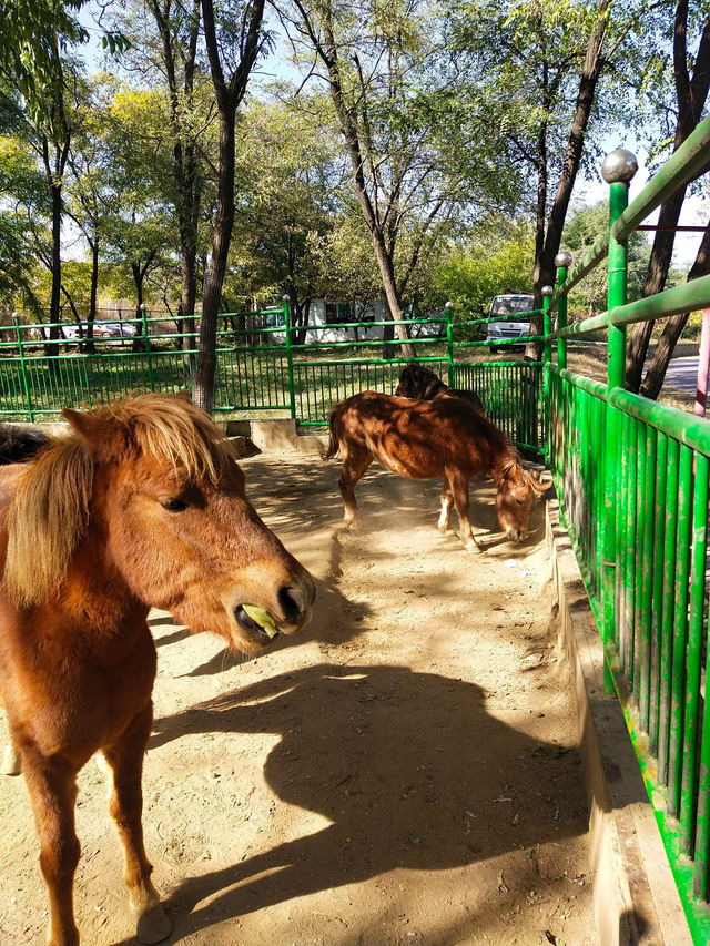 沈陽|森林動物園週末一定要來哦
