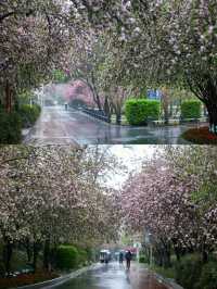 鄭州碧沙崗海棠賞花攻略，碼住賞花不迷路