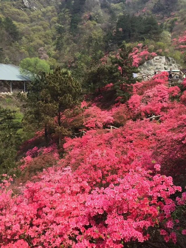 武漢黃坡雲霧山映山紅，驚豔了整個春天！