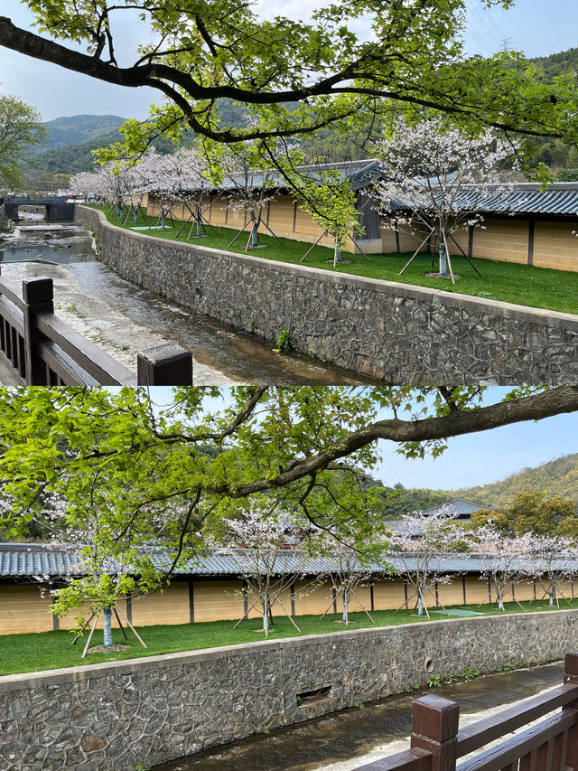 上海周邊自駕遊 九龍湖香山教寺的櫻花