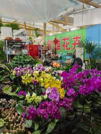 值得一逛的濟南花卉水族市場