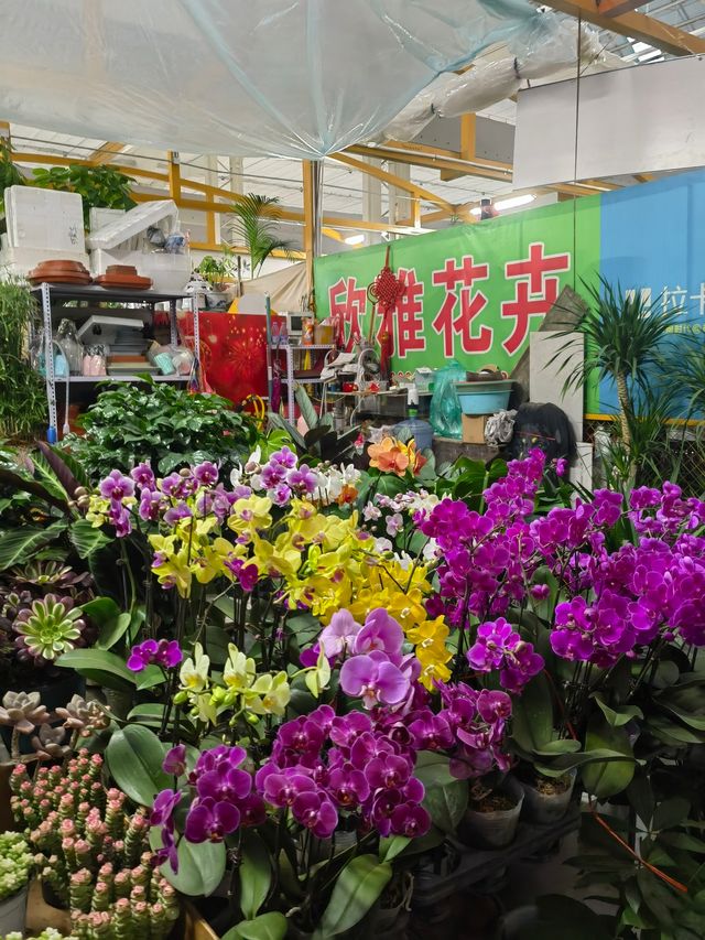 值得一逛的濟南花卉水族市場
