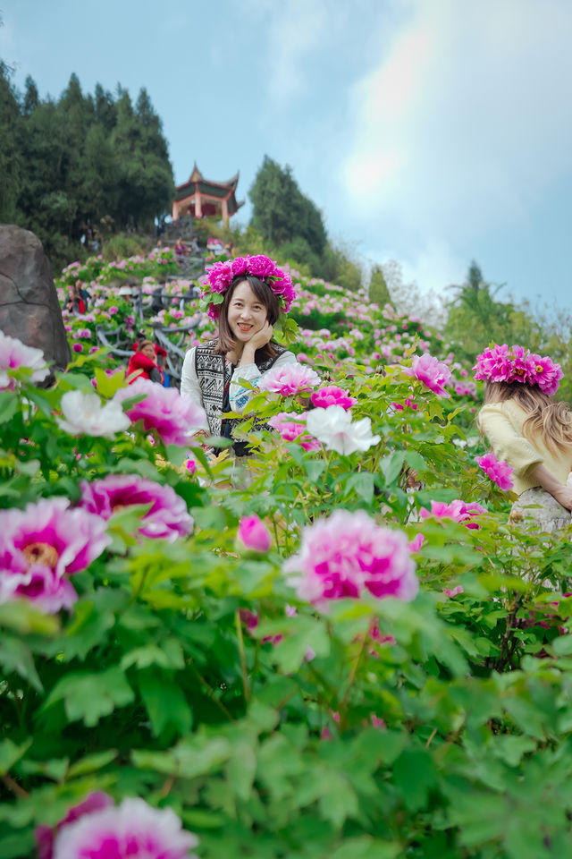偶遇滿山的牡丹花正值花期~叢林探險親子出行