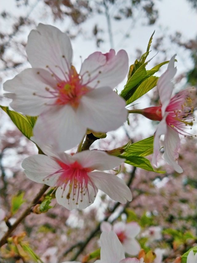 玄武湖的春天