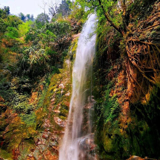 莫里熱帶雨林景區