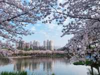 櫻花盛開在湖水畔,春天玩點花的