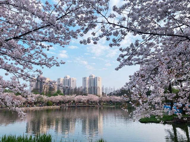 櫻花盛開在湖水畔,春天玩點花的 櫻花盛開在湖水畔,春天玩點花的