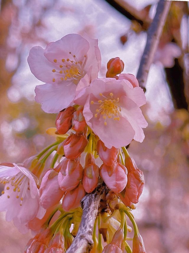 三月魔都梅花盛宴，錯過等一年！