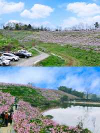 四川樂山周邊已開始山花狼藉