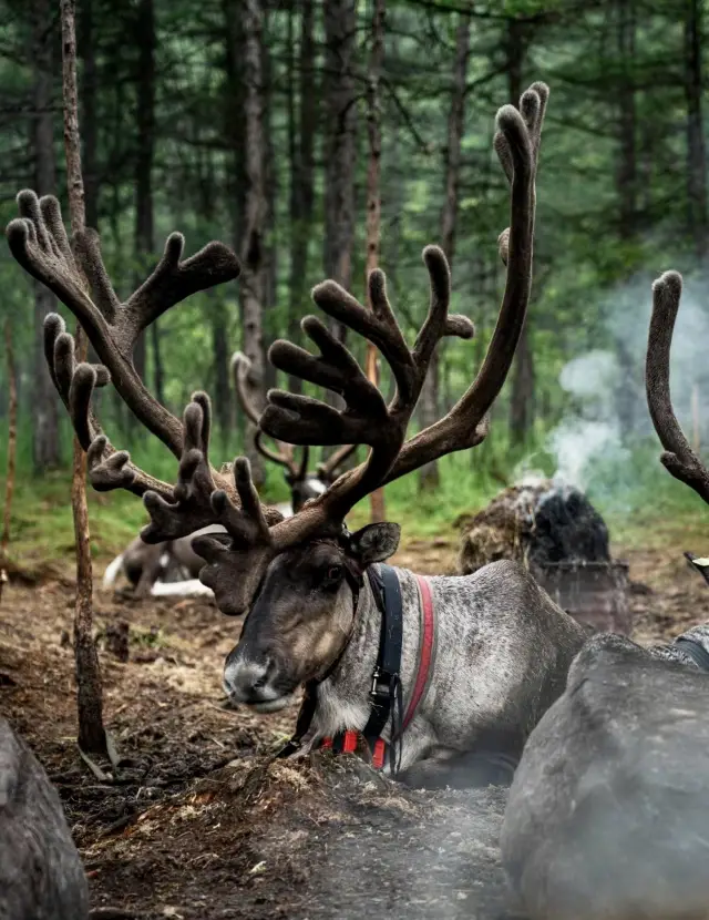 Aoluguya | The lingering twilight of the tribe in the deer's gentle calls