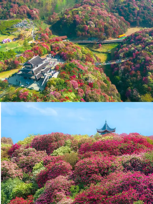 Guangdong's high-speed rail goes directly to the ultimate flower viewing destination! The mountains are covered in a breathtaking sea of flowers