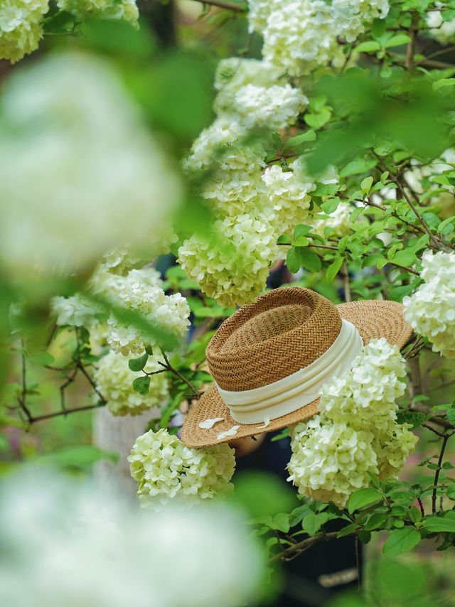 合肥金斗公園的繡球花，才是真正捅了木繡球窩