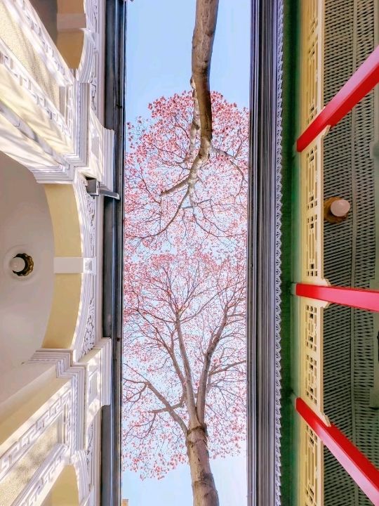 Pink Presidential Palace of Nanjing 🌸🇨🇳