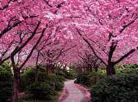 Waterfalls, sakura, hiking trails