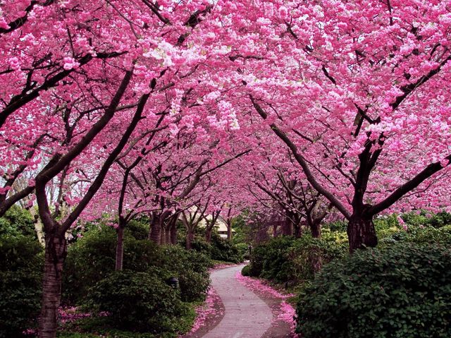 Waterfalls, sakura, hiking trails