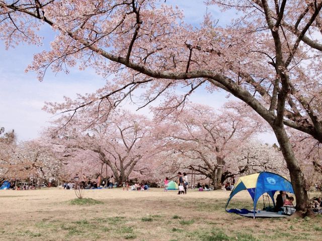 Sakura is Here!