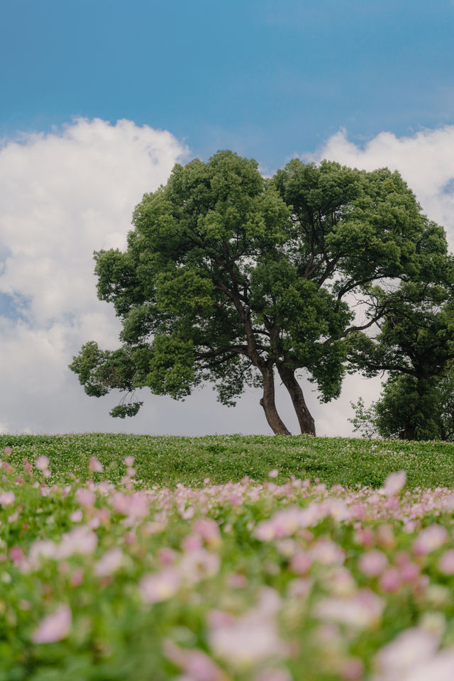 The early summer beauty of Liangzhu in Hangzhou is absolutely stunning, akin to the idyllic countryside depicted in comics.