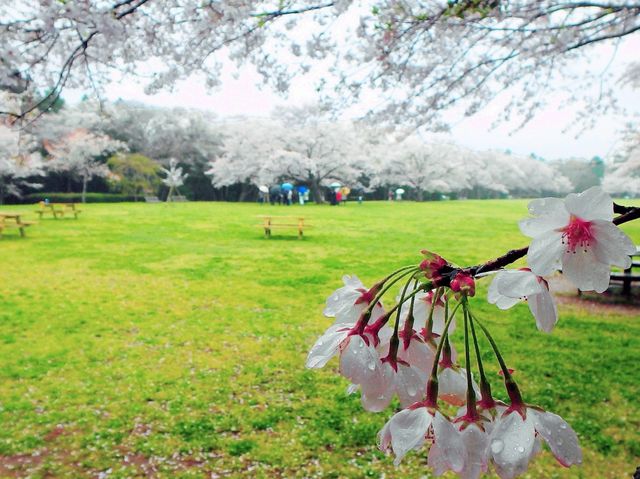 Touching Sakura Nature