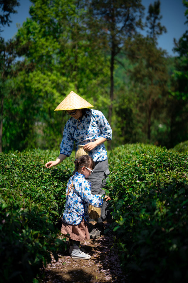 半畝茶園ㄧ體驗採茶生活