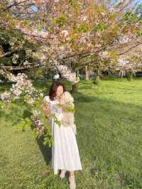 東京帶小狗避開人群的小眾賞櫻公園|||