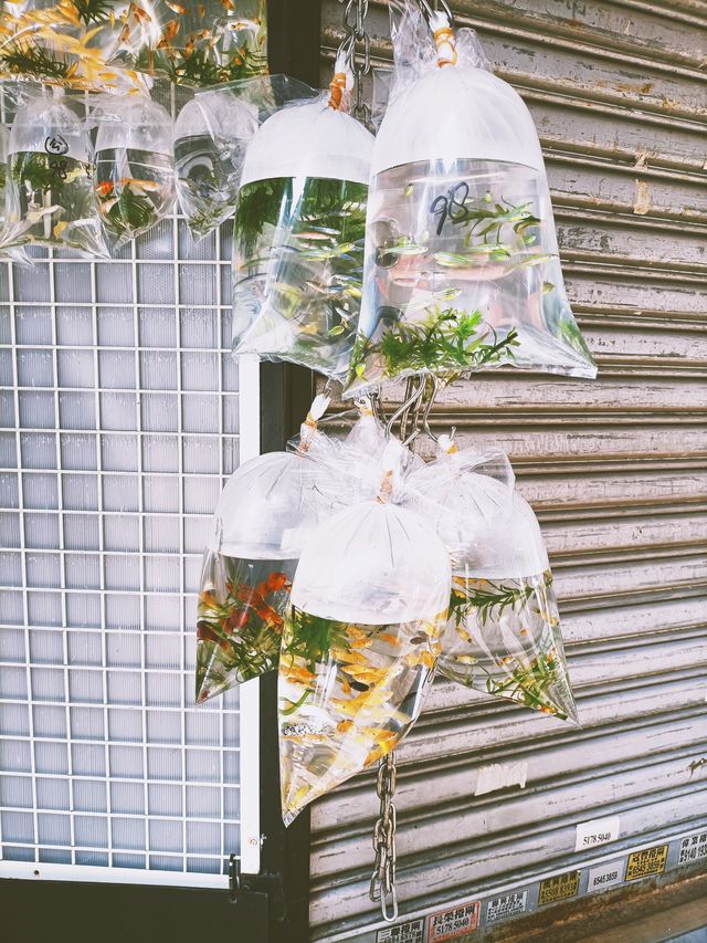 旺角金魚街 | 沉浸在王家衛的重慶森林 旺角金魚街 | 沉浸在王家衛的重慶森林