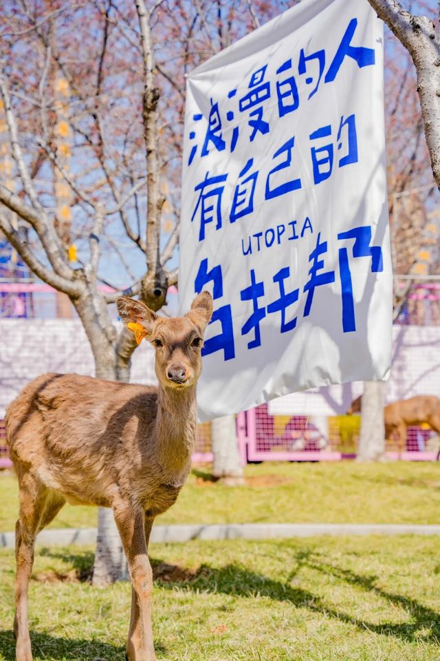 煙台人對春天的期待，無非就是初春的櫻花