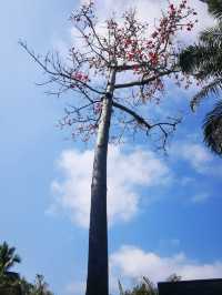 西雙版納植物園真的值得！