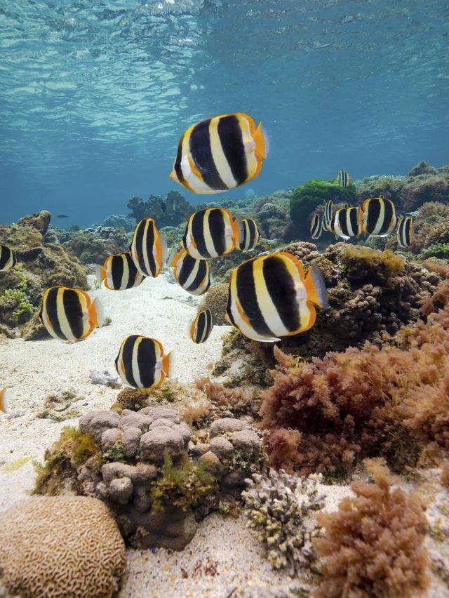 澳大利亞小眾海島，上榜《孤獨星球》超震撼