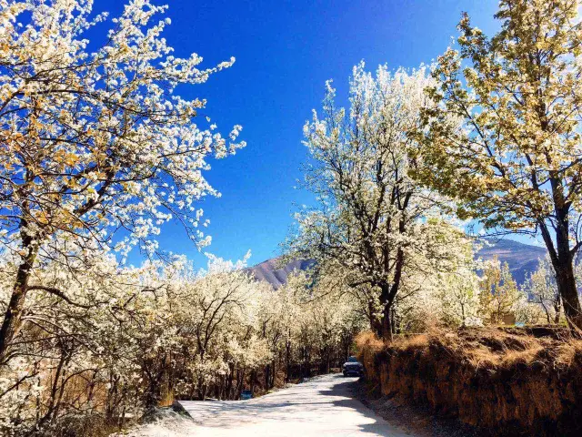 봄날이 따뜻해지면, 쓰촨 서부 고원에서 배꽃을 구경하러 가자