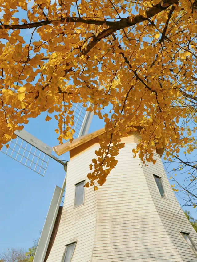 推薦杭州6個絕美賞秋打卡地，錯過又等一年。