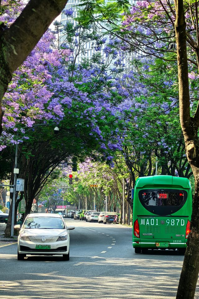 國華街上藍花楹