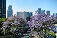 國華街上藍花楹