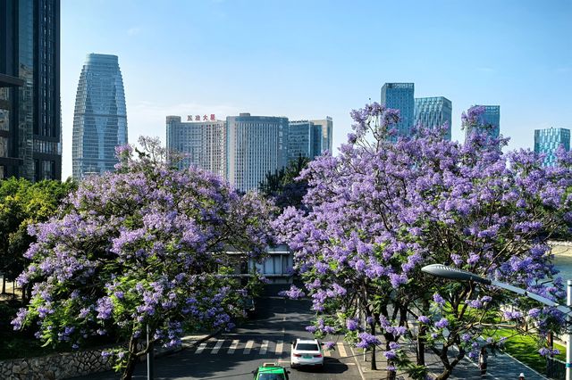 國華街上藍花楹