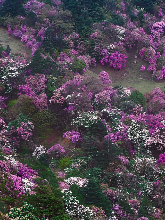 沙溪｜高山杜鹃，秘境中的花團綻放和古鎮裡的樹屋
