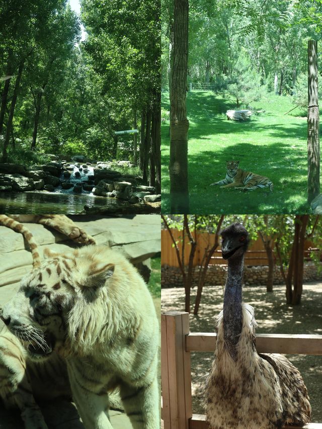 五月的北京野生動物園，太美了