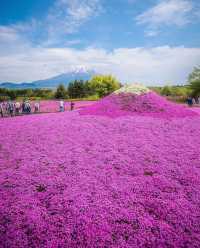 富士本栖湖·限定芝櫻祭。