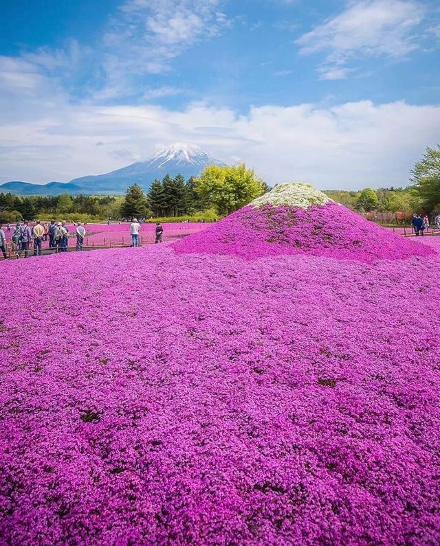 富士本栖湖·限定芝櫻祭。