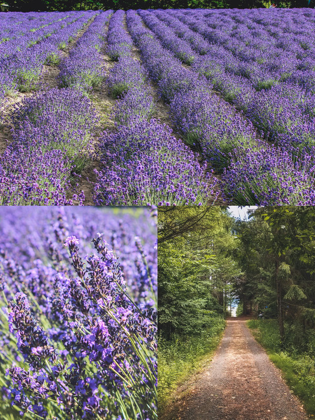 這個盛夏來北海道賞花：富良野薰衣草全攻略