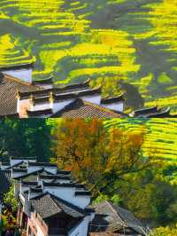 哇塞，一個絕美的地方——杭州太湖源梯田花海