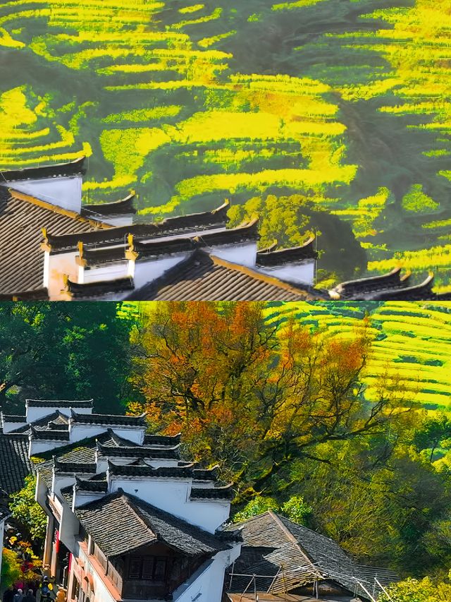 哇塞，一個絕美的地方——杭州太湖源梯田花海