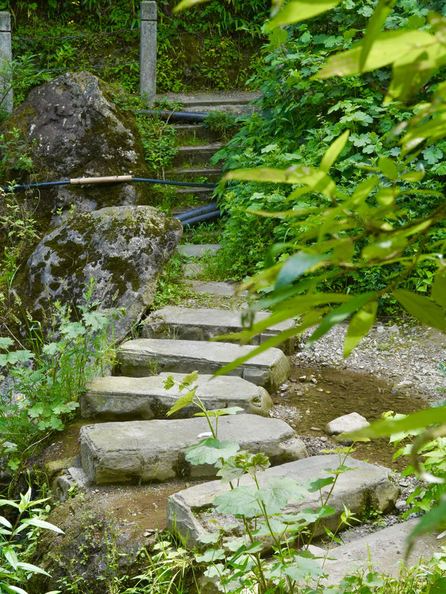 夏日避暑納涼好去處 | 來這個小眾森林秘境親子徒步玩水吧