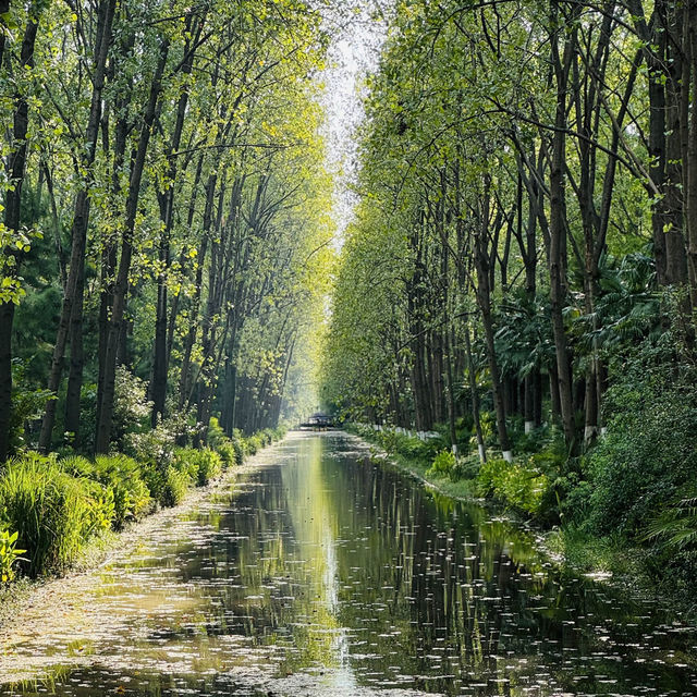 Escape the hustle and recharge at Binhu Forest Park!