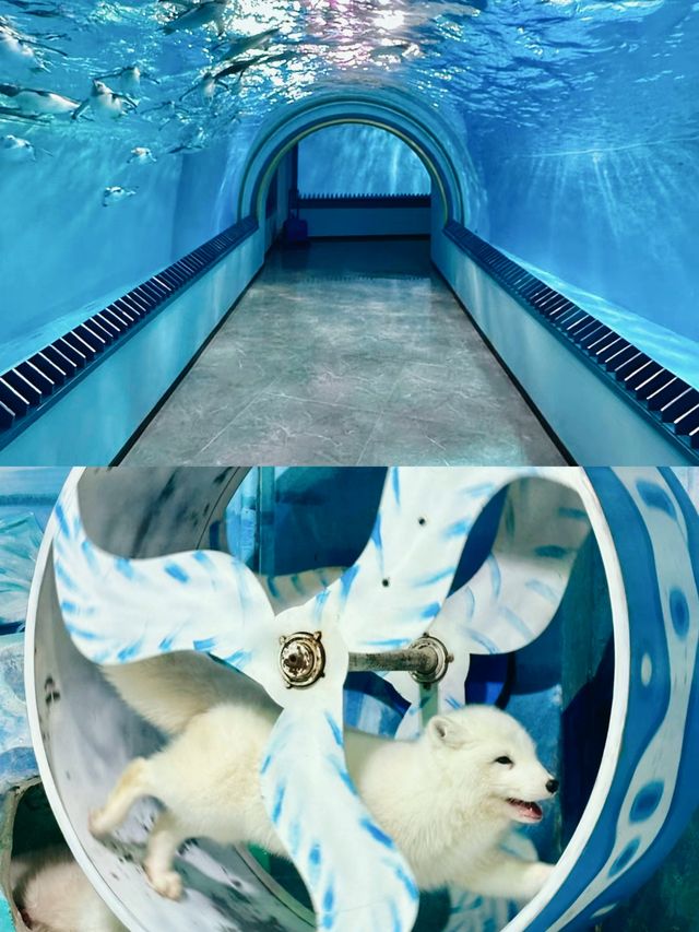 【哈爾濱極地公園海洋館】打卡。