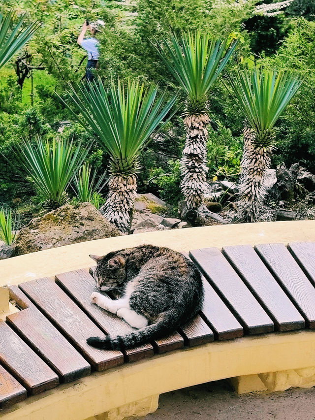 魅力索契，奇幻索契植物園｜黑海之濱的熱帶綠洲之旅。