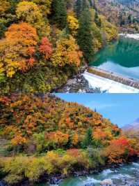 川西的秋景！比起四姑娘山，我更愛這個免費彩林。